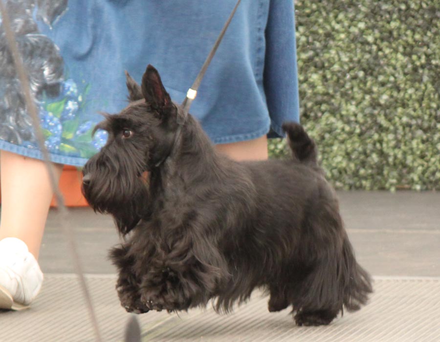 Nice wallpapers Scottish Terrier  900x700px