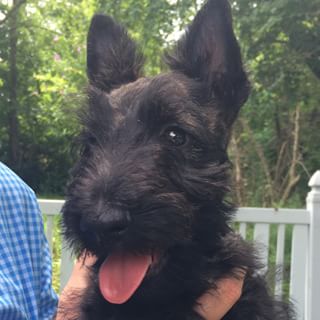 HD Quality Wallpaper | Collection: Animal, 320x320 Scottish Terrier 
