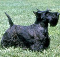 HD Quality Wallpaper | Collection: Animal, 209x201 Scottish Terrier 