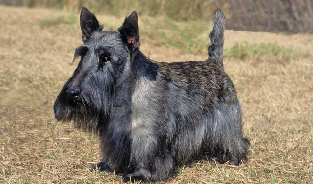 Images of Scottish Terrier  | 645x380