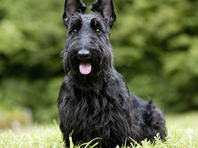 HD Quality Wallpaper | Collection: Animal, 400x300 Scottish Terrier 