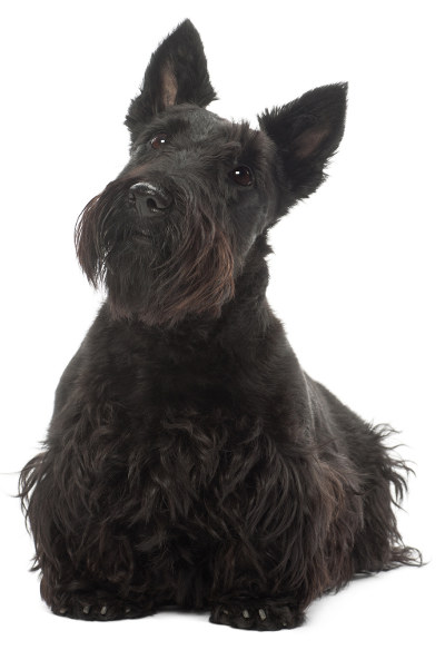 HD Quality Wallpaper | Collection: Animal, 400x584 Scottish Terrier 