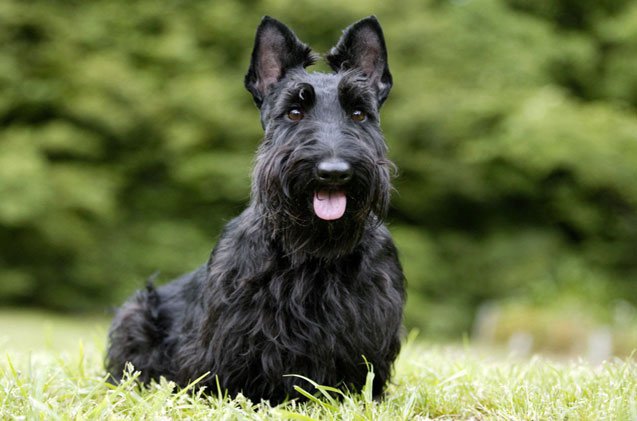 Scottish Terrier  High Quality Background on Wallpapers Vista
