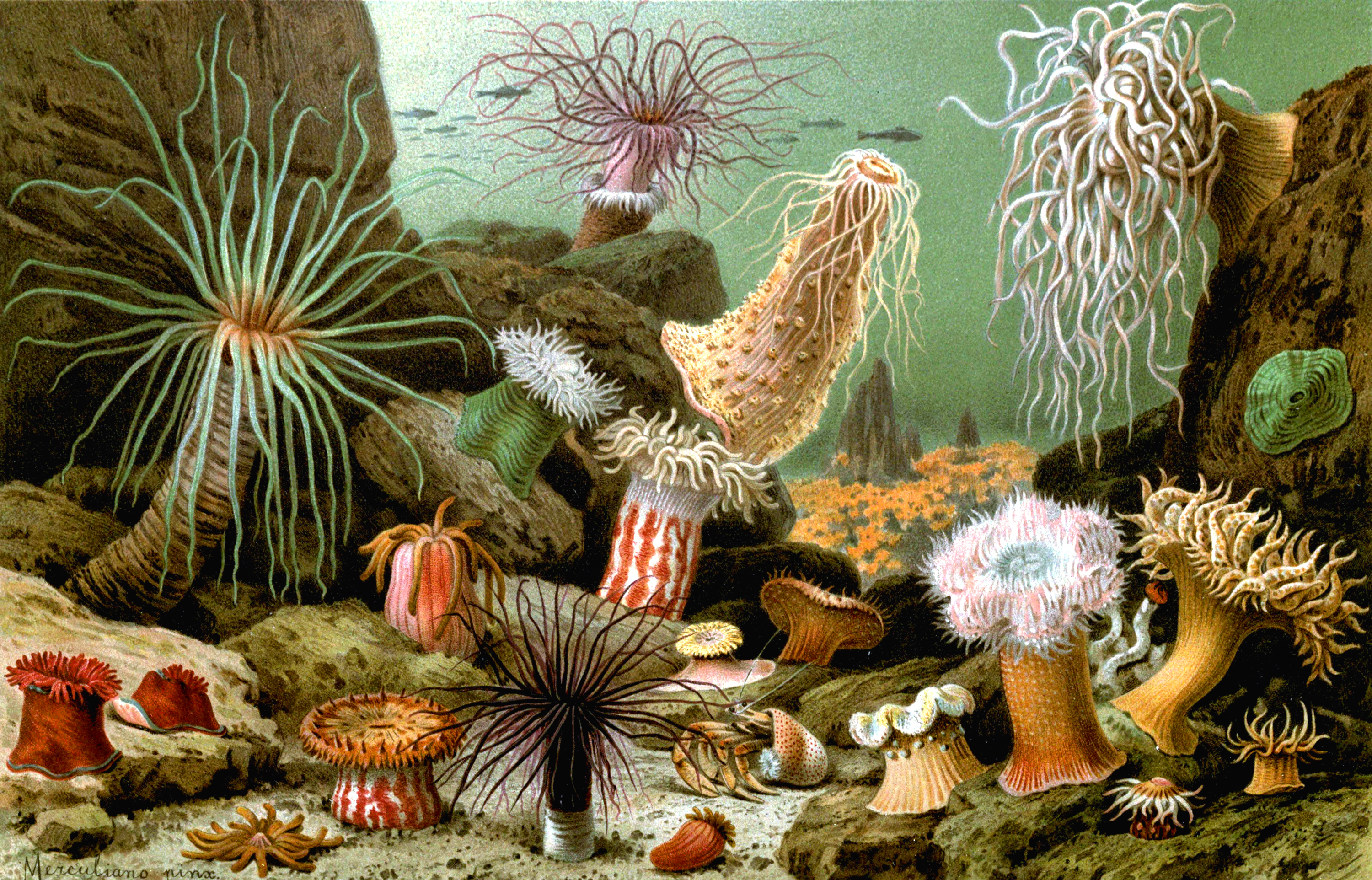 Sea Anemone Backgrounds on Wallpapers Vista