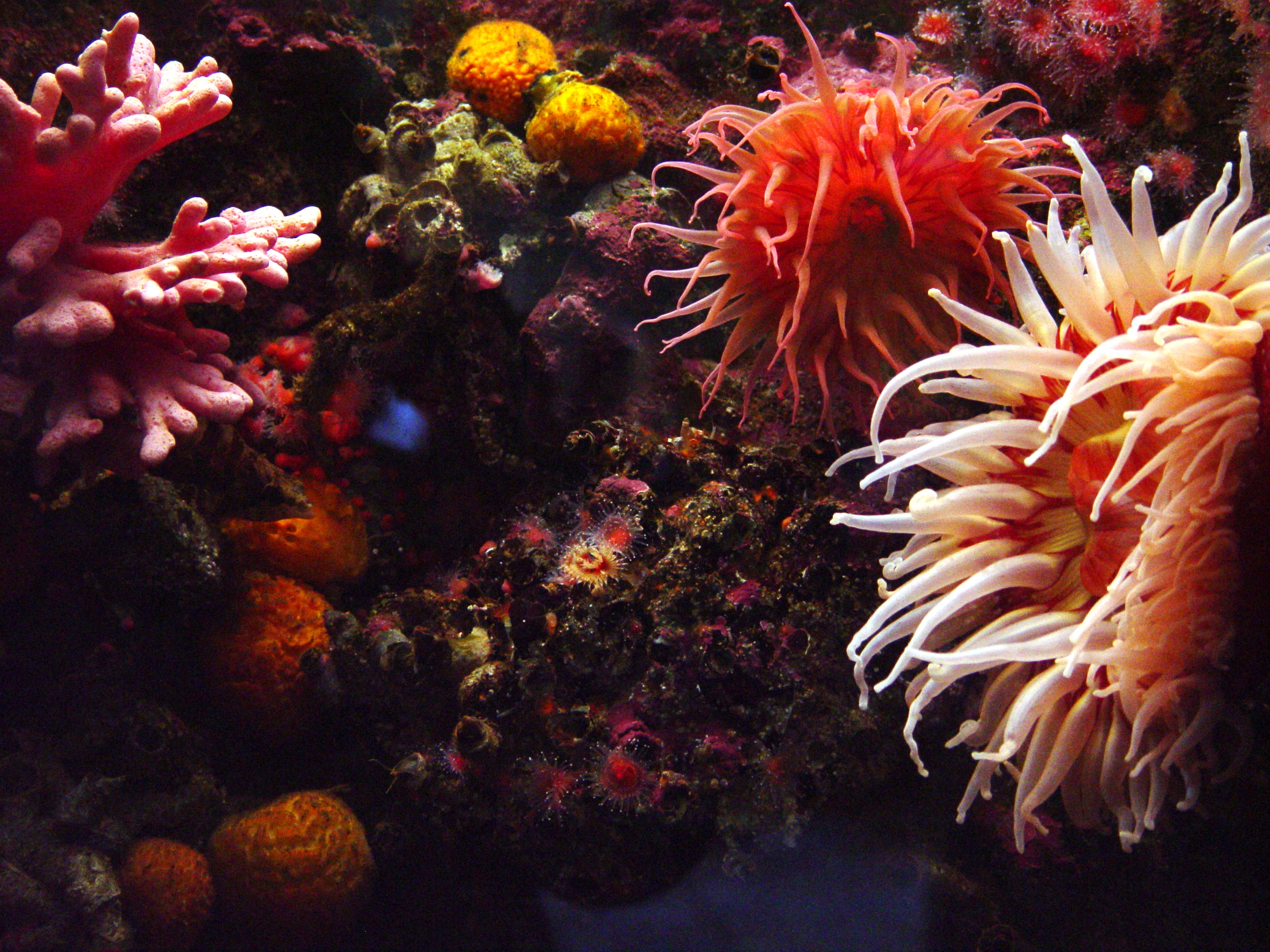Sea Anemone HD wallpapers, Desktop wallpaper - most viewed