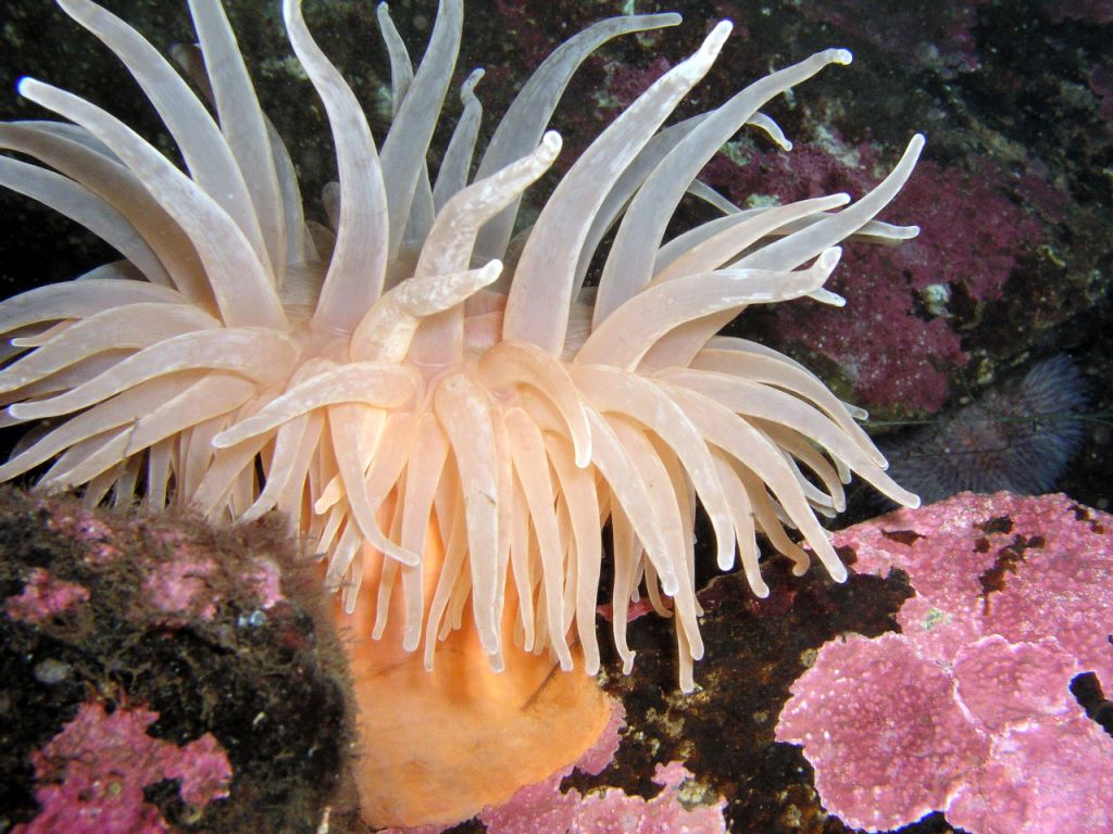 1024x768 > Sea Anemone Wallpapers
