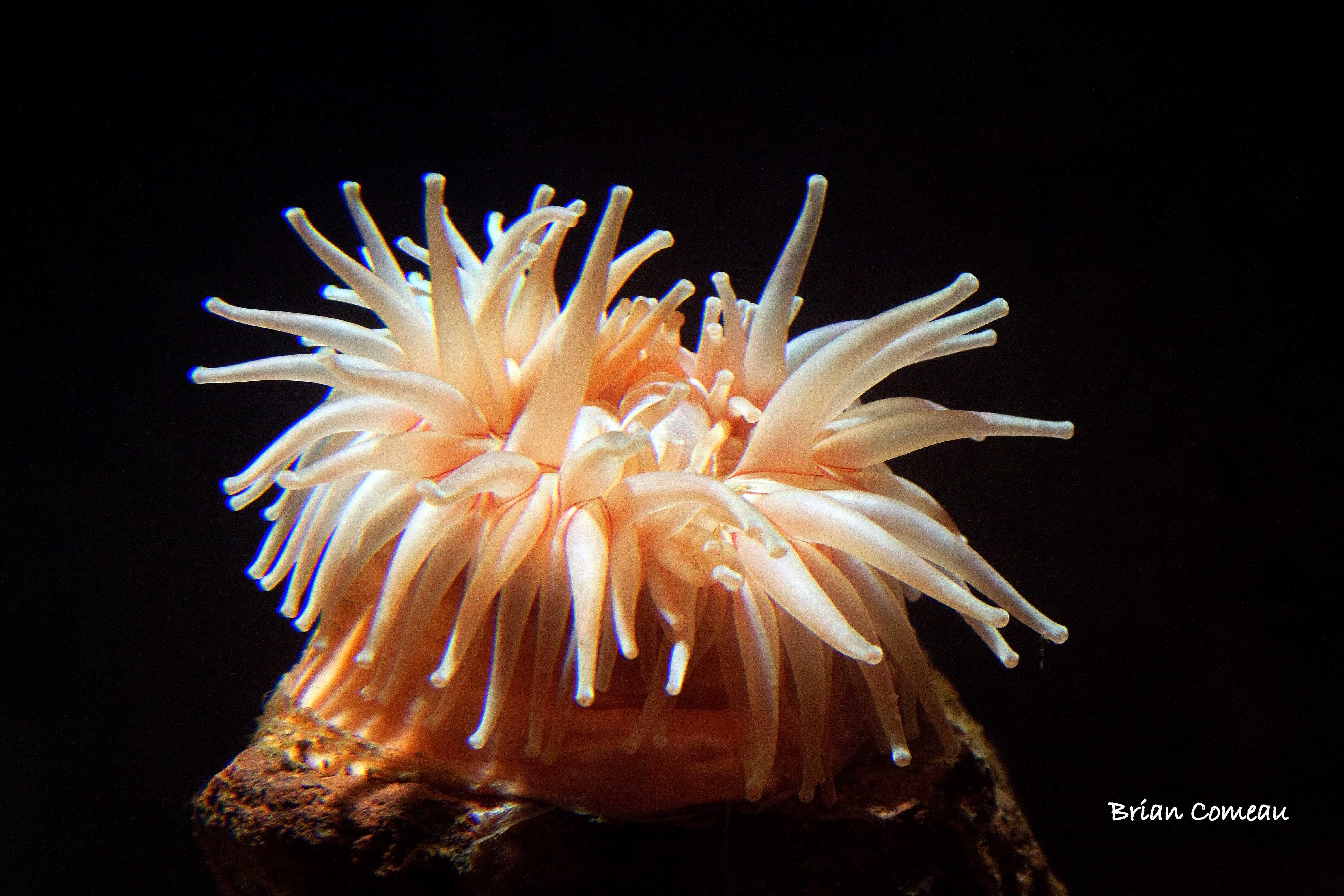 Images of Sea Anemone | 4752x3168