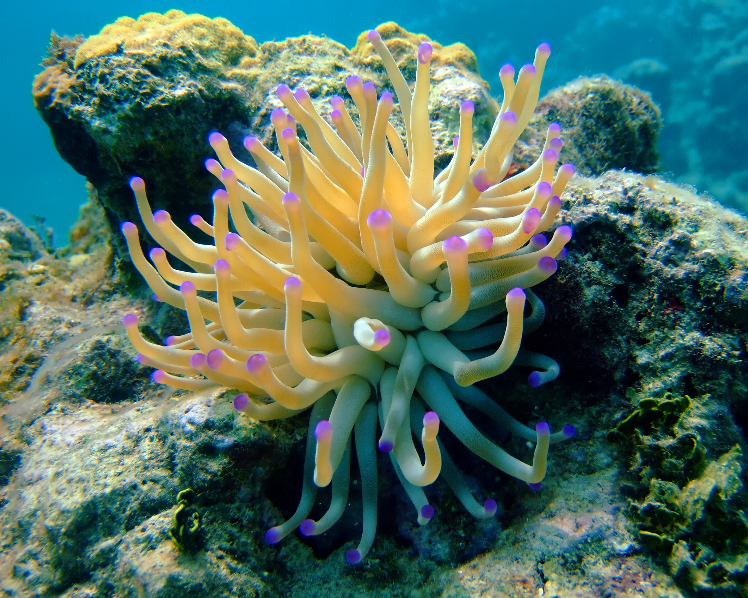 Sea Anemone Pics, Animal Collection
