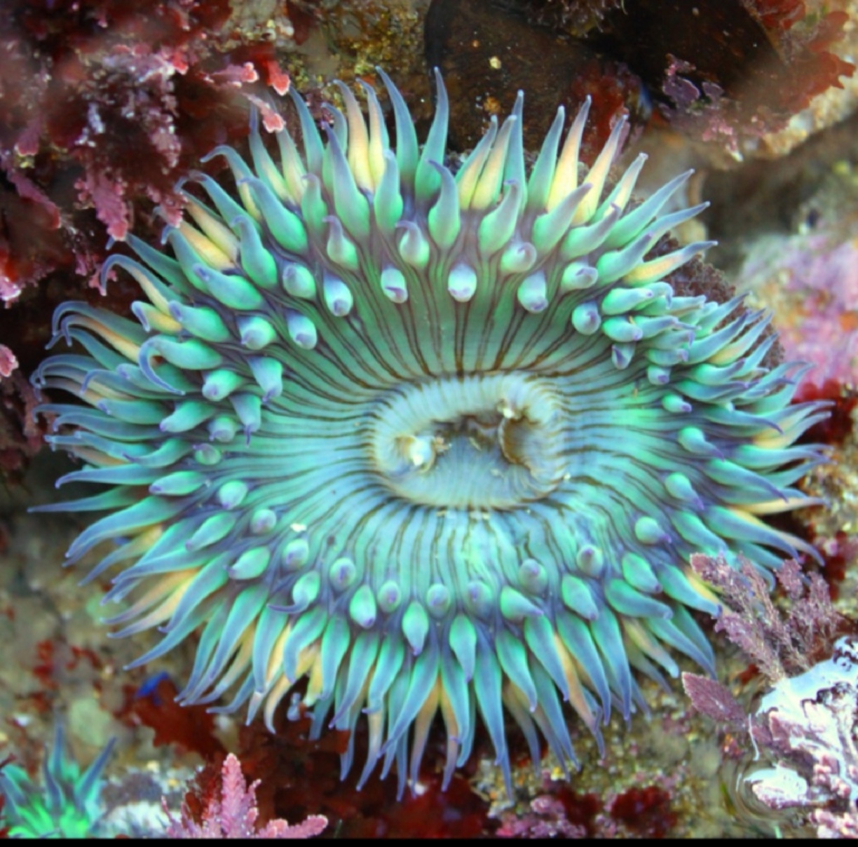 Images of Sea Anemone | 1224x1208