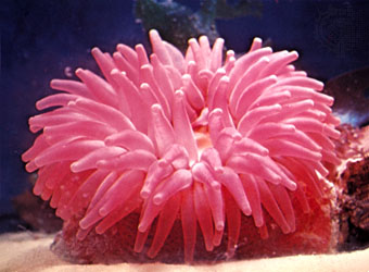 340x250 > Sea Anemone Wallpapers