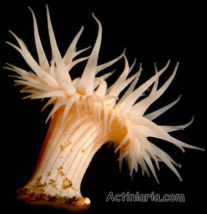 Sea Anemone Pics, Animal Collection