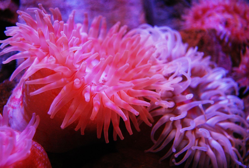 HQ Sea Anemone Wallpapers | File 364.27Kb