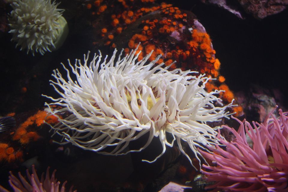 Sea Anemone HD wallpapers, Desktop wallpaper - most viewed