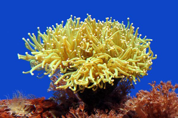Sea Anemone High Quality Background on Wallpapers Vista