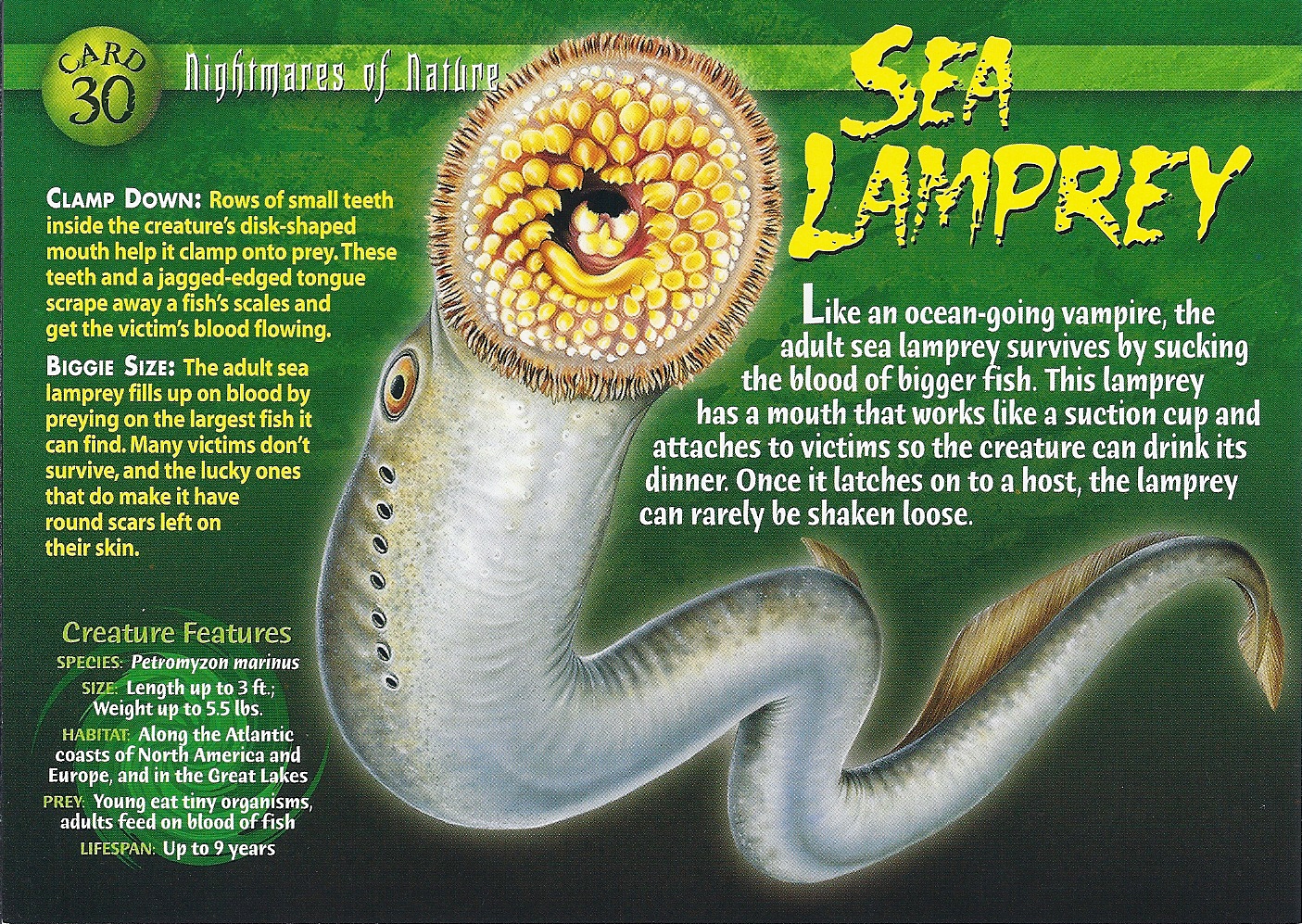 Sea Lamprey Pics, Animal Collection