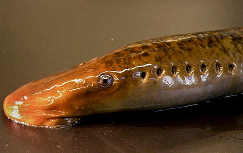 Sea Lamprey High Quality Background on Wallpapers Vista