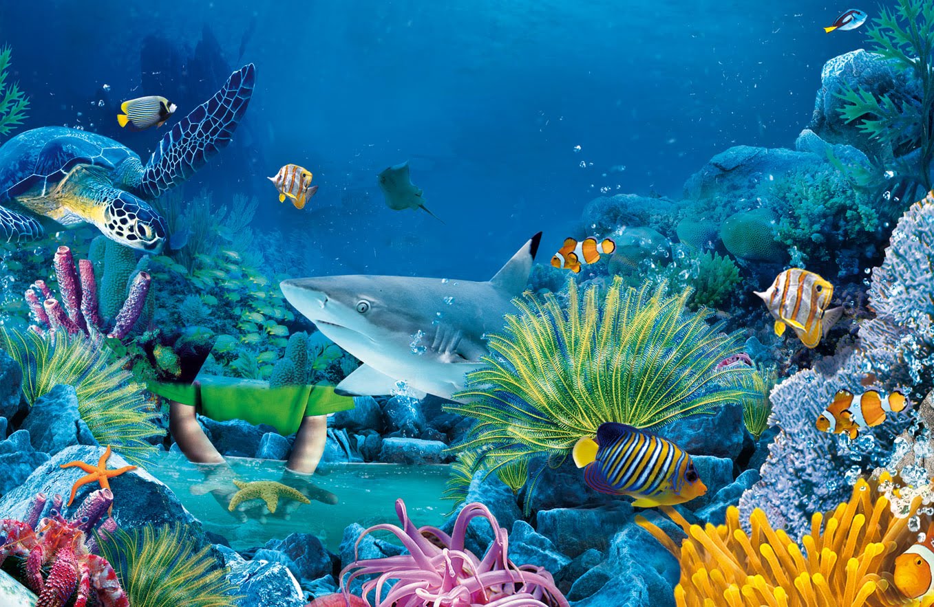 Nice Images Collection: Sea Life Desktop Wallpapers