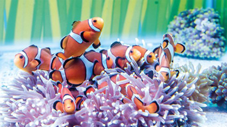 Sea Life HD wallpapers, Desktop wallpaper - most viewed