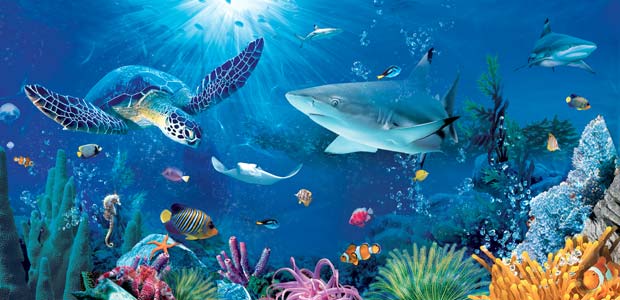 Sea Life HD wallpapers, Desktop wallpaper - most viewed
