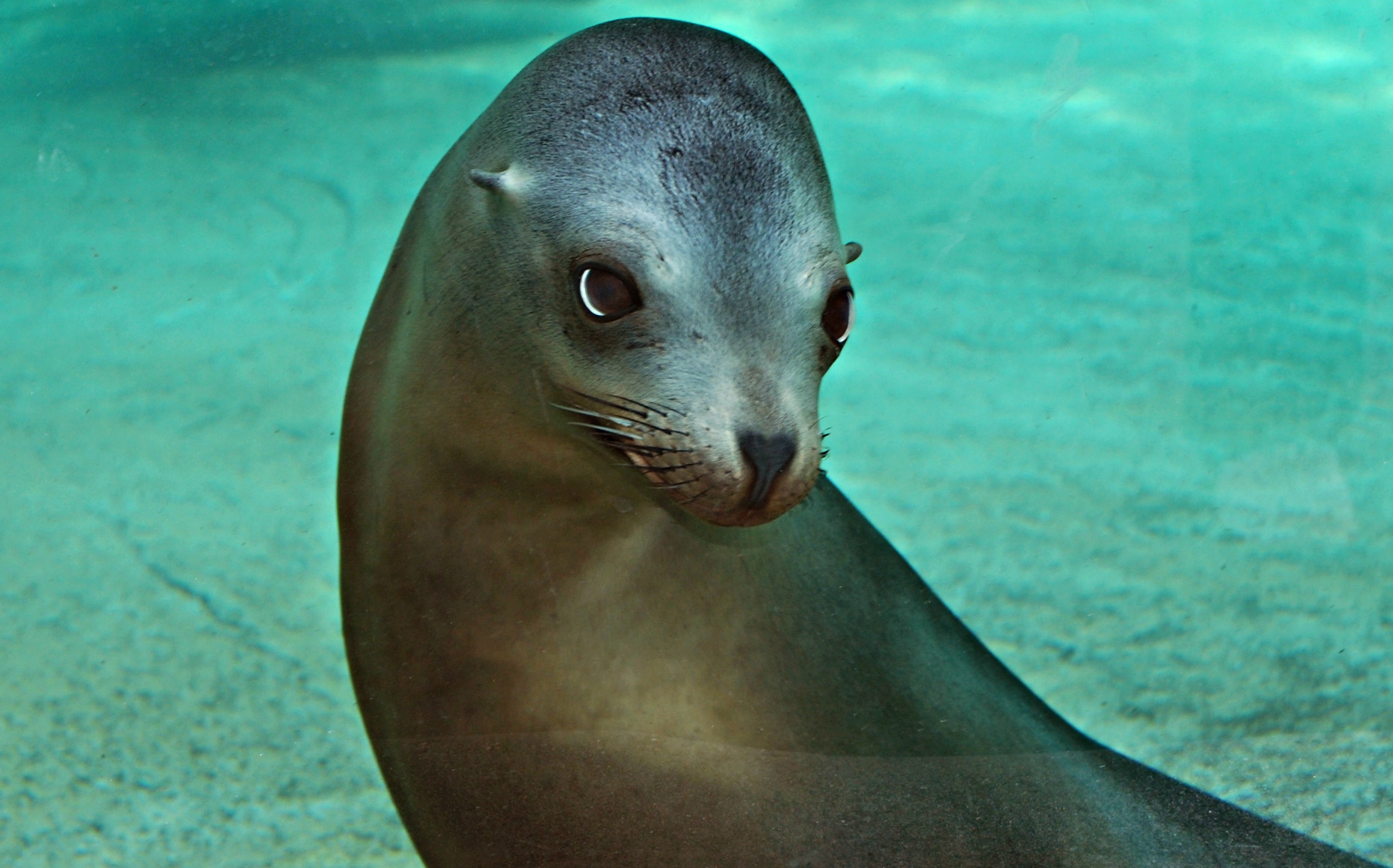 Nice Images Collection: Sea Lion Desktop Wallpapers