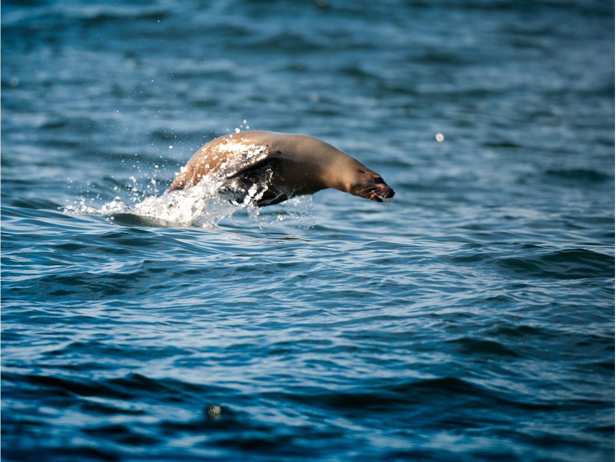 Sea Lion Backgrounds on Wallpapers Vista