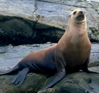 Sea Lion High Quality Background on Wallpapers Vista