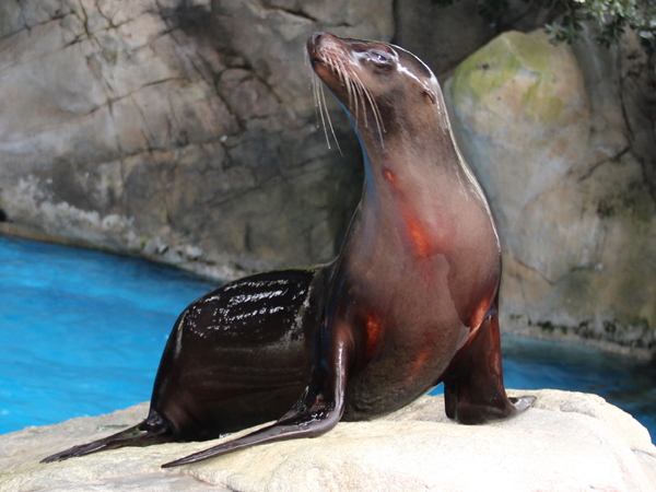 Nice Images Collection: Sea Lion Desktop Wallpapers
