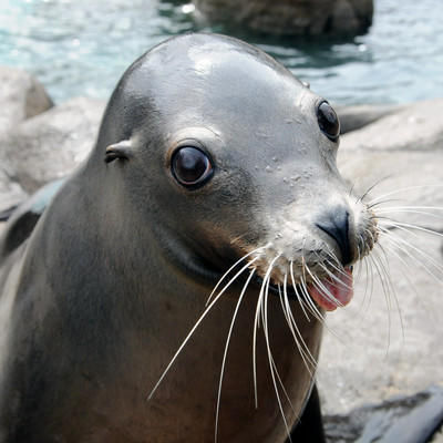 Amazing Sea Lion Pictures & Backgrounds