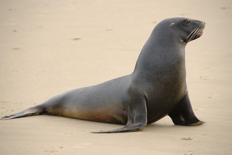 Sea Lion Backgrounds on Wallpapers Vista
