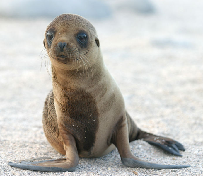 693x600 > Sea Lion Wallpapers