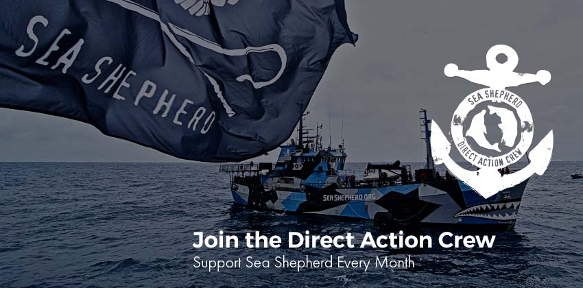 Sea Shepherd #21