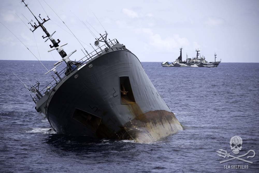 Sea Shepherd #20