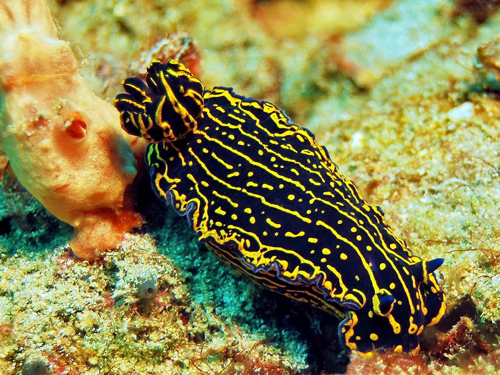 Images of Sea Slug | 1600x1200
