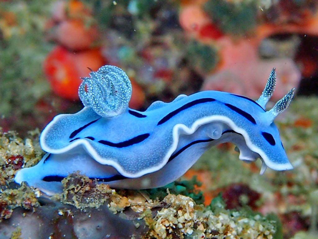 Nice Images Collection: Sea Slug Desktop Wallpapers