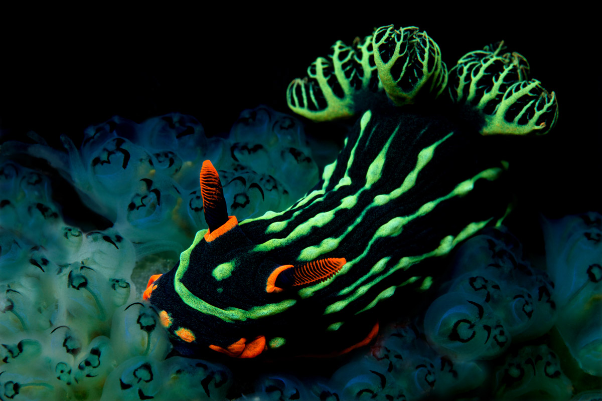 Amazing Sea Slug Pictures & Backgrounds