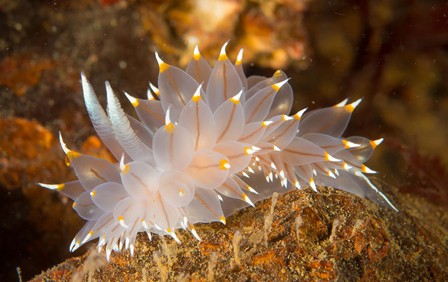 Amazing Sea Slug Pictures & Backgrounds