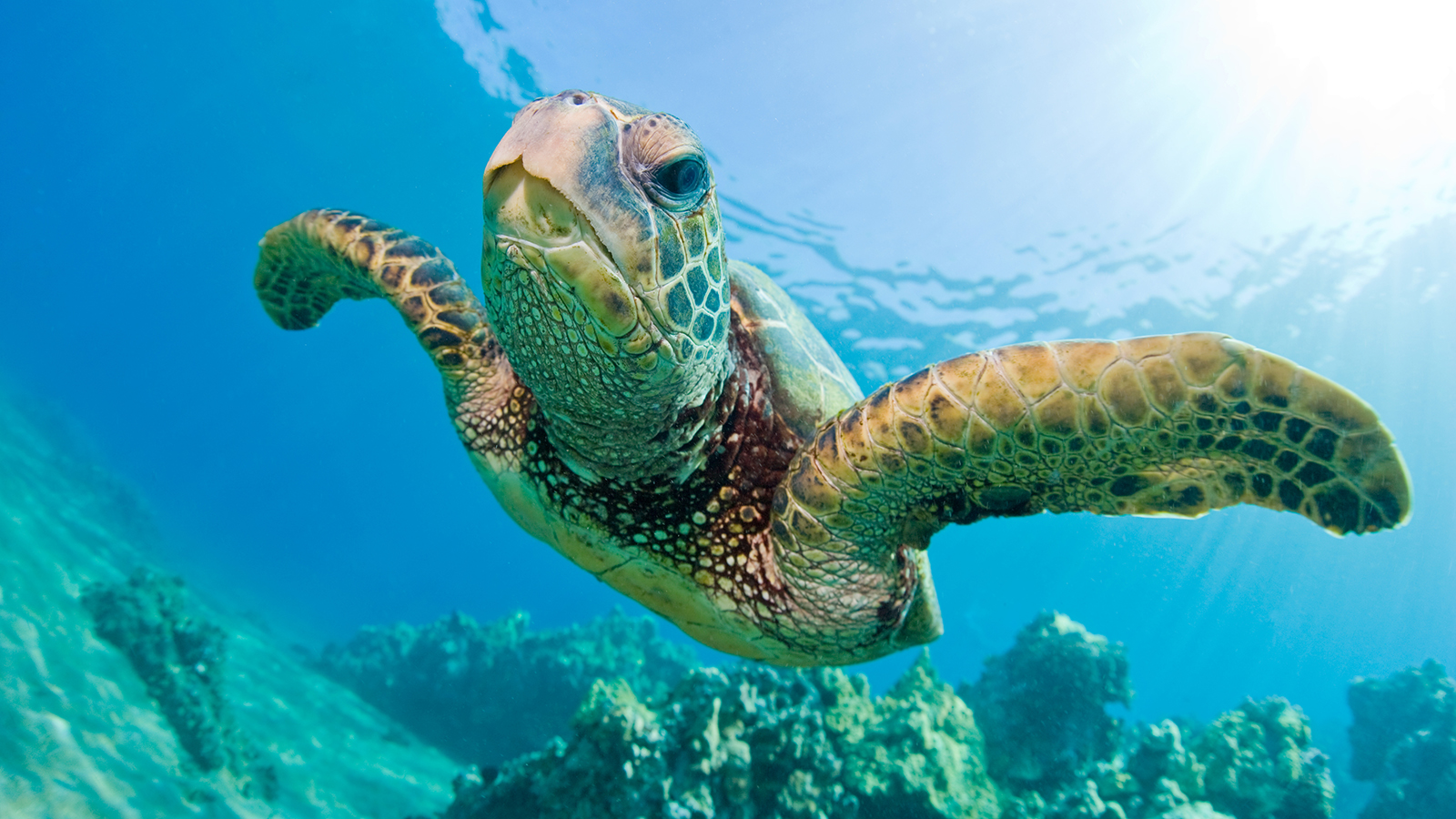 Sea Turtle Backgrounds, Compatible - PC, Mobile, Gadgets| 1600x900 px