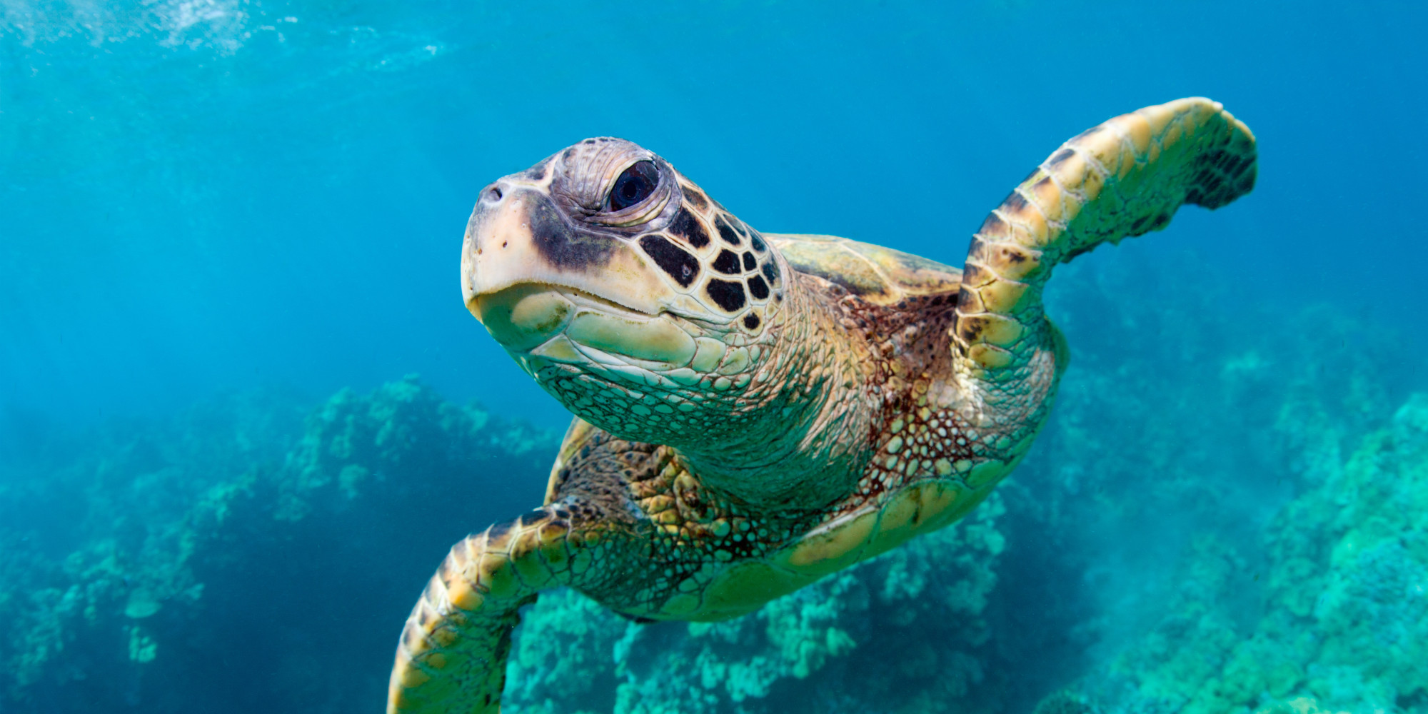 Sea Turtle Backgrounds on Wallpapers Vista