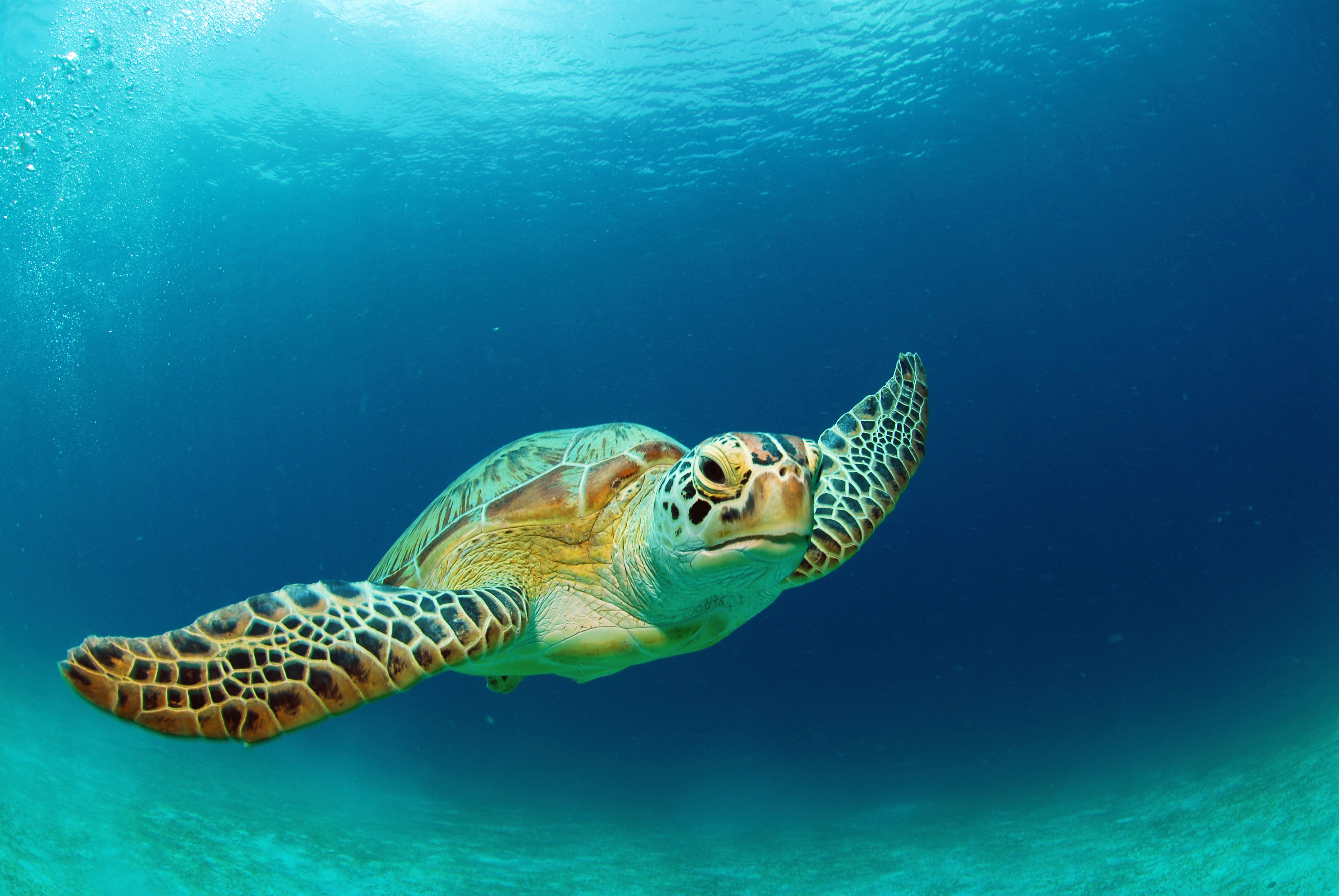 Nice wallpapers Sea Turtle 5079x3400px