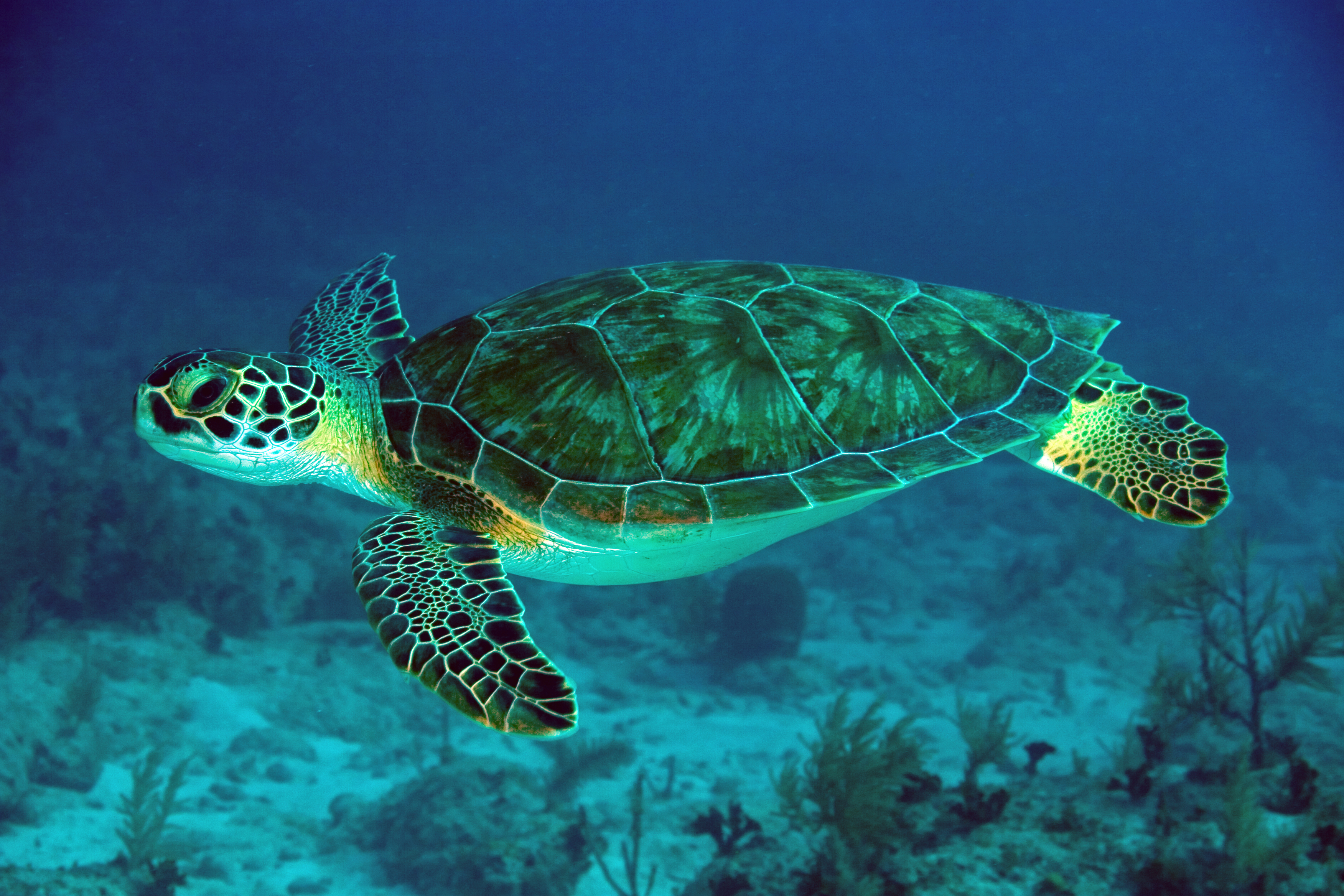 Sea Turtle #7