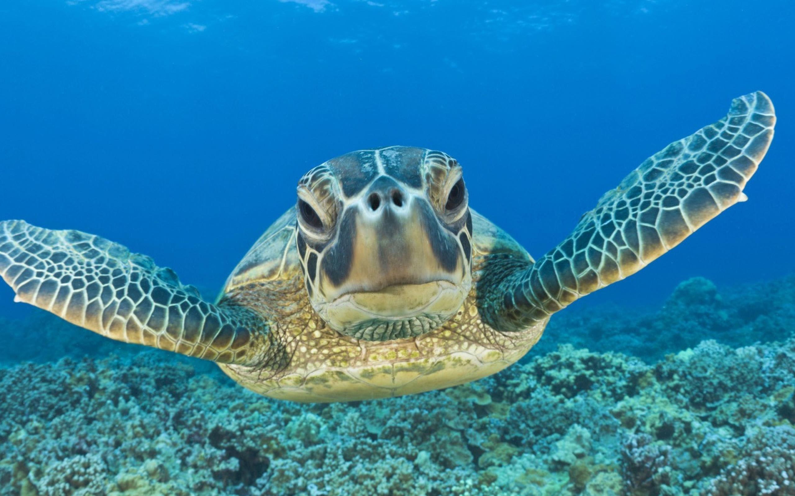 Sea Turtle Backgrounds, Compatible - PC, Mobile, Gadgets| 2560x1600 px