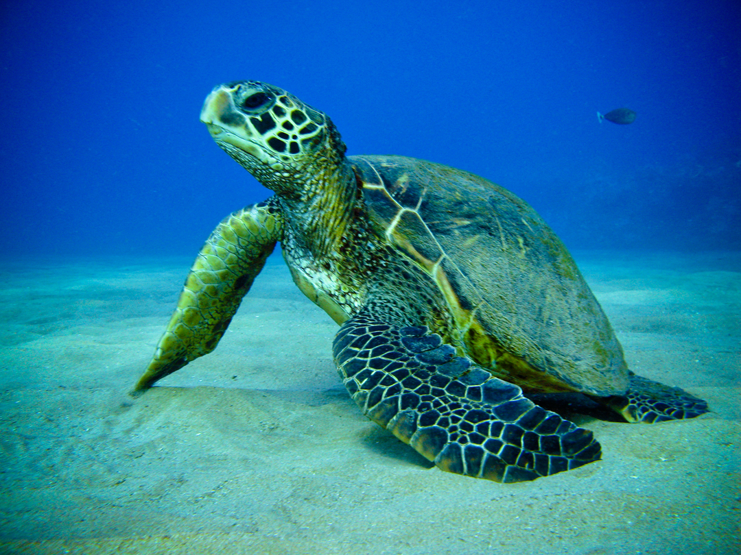 Sea Turtle Backgrounds on Wallpapers Vista