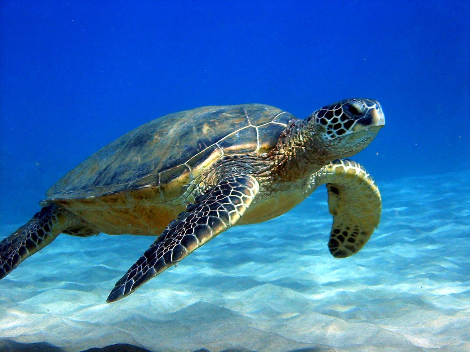 Nice wallpapers Turtle 1600x1200px