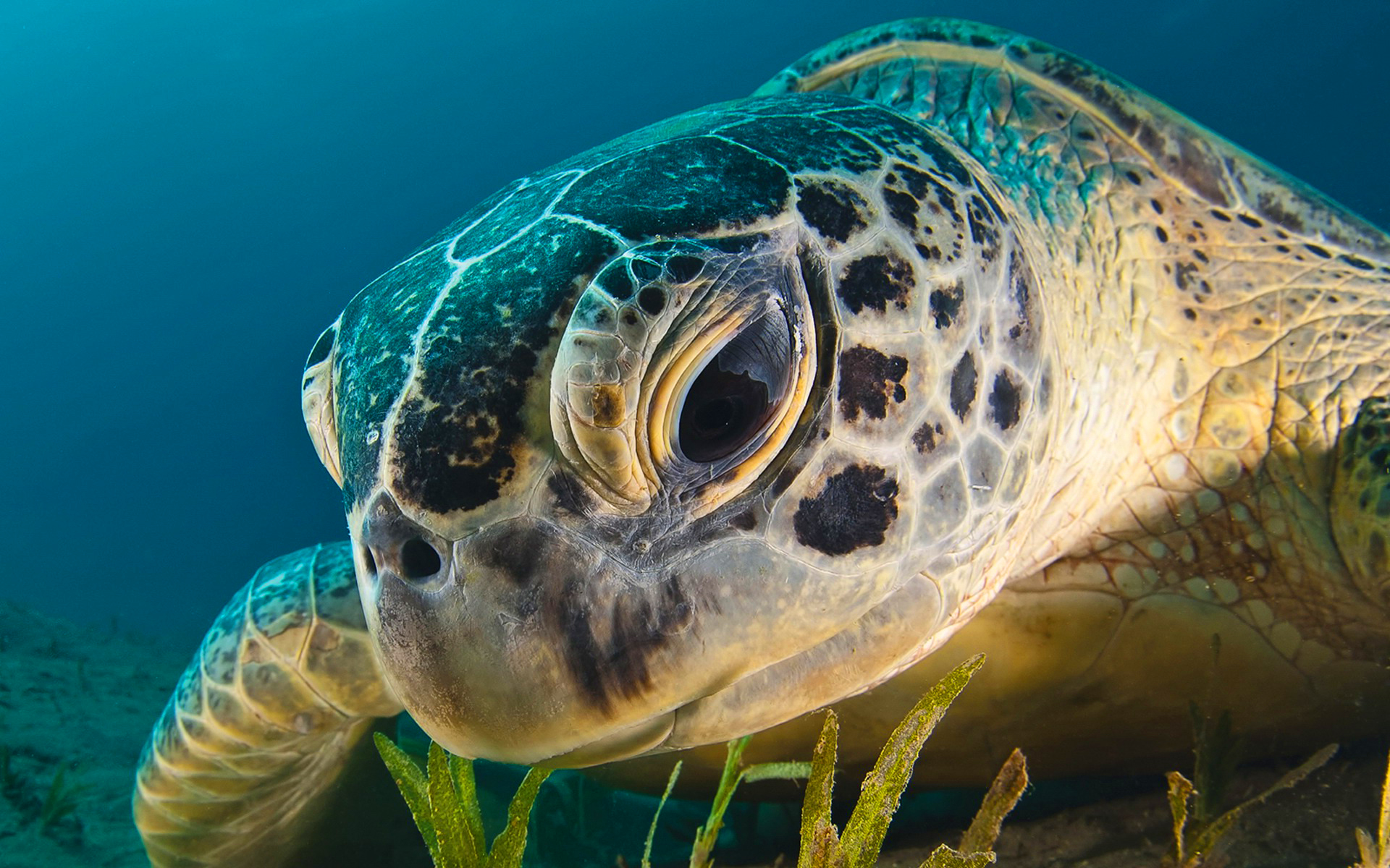 Nice Images Collection: Sea Turtle Desktop Wallpapers