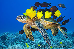 Sea Turtle High Quality Background on Wallpapers Vista