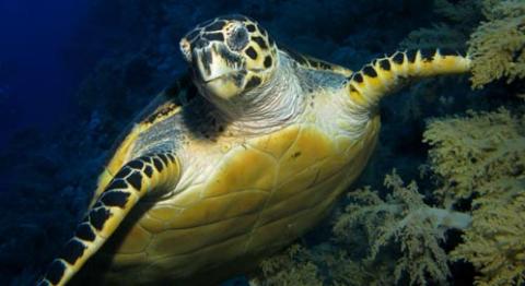 HD Quality Wallpaper | Collection: Animal, 480x262 Sea Turtle