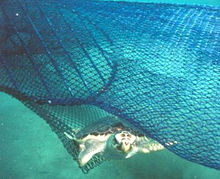 Sea Turtle #15