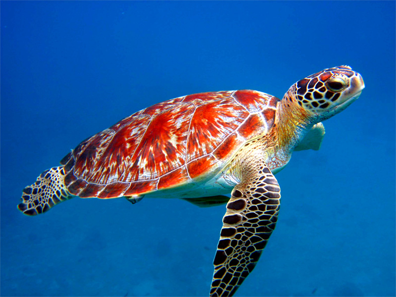 Images of Sea Turtle | 800x600
