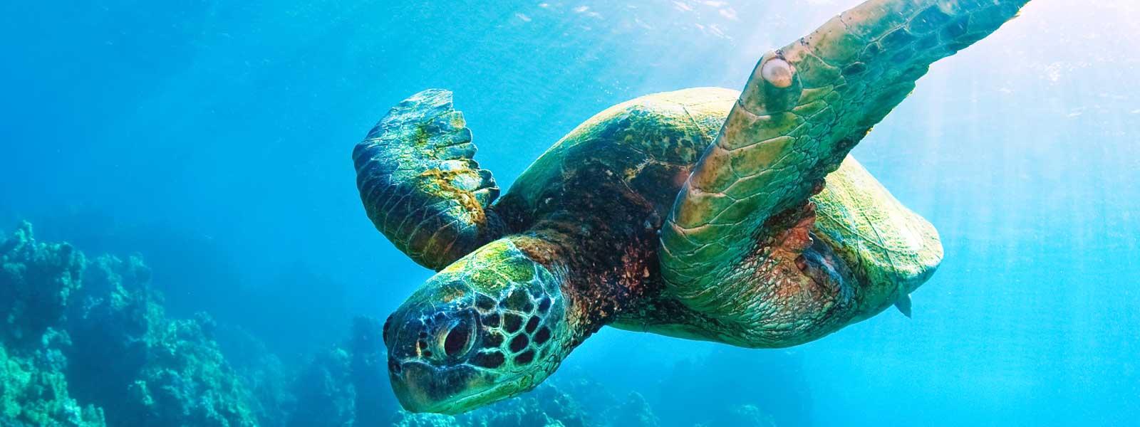 Sea Turtle Pics, Animal Collection