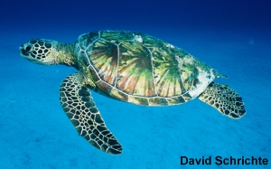 Sea Turtle High Quality Background on Wallpapers Vista